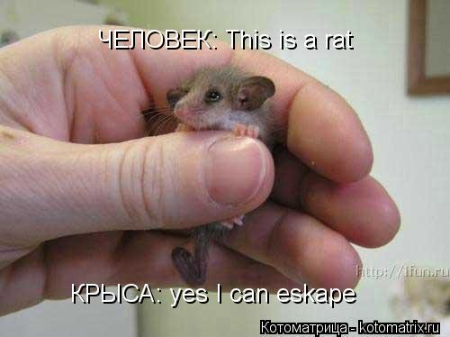 Котоматрица: ЧЕЛОВЕК: This is a rat КРЫСА: yes I can eskape
