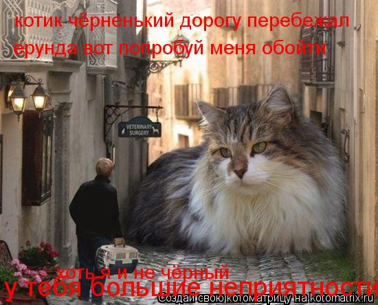 Котоматрица: котик чёрненький дорогу перебежал  ерунда вот попробуй меня обойти хоть я и не чёрный у тебя большие неприятности