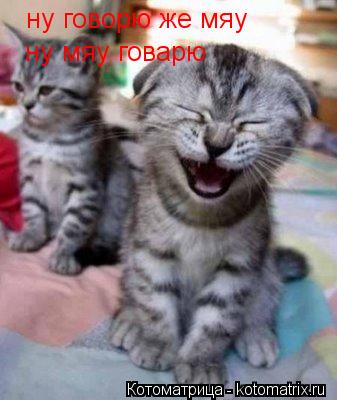 Котоматрица: ну говорю же мяу ну мяу говарю