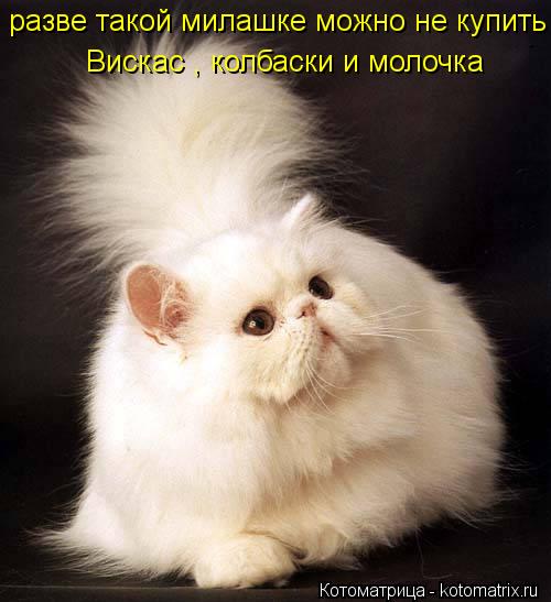 Котоматрица: разве такой милашке можно не купить Вискас , колбаски и молочка