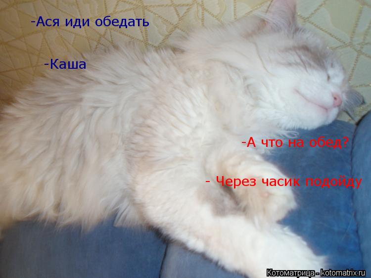 Котоматрица: -Ася иди обедать -А что на обед? -Каша - Через часик подойду