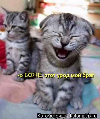 Котоматрица: -о БОЖЕ, этот урод мой брат