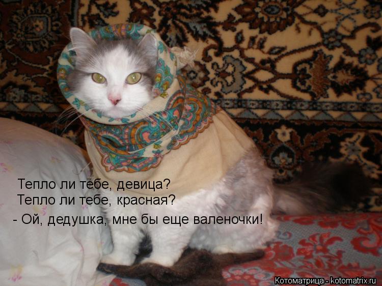 Котоматрица: Тепло ли тебе, девица? Тепло ли тебе, красная?  - Ой, дедушка, мне бы еще валеночки!