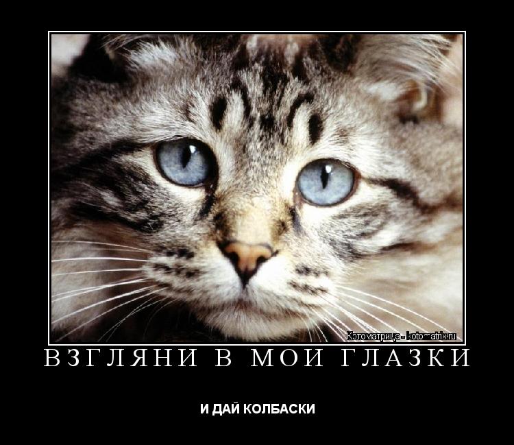 Котоматрица: ВЗГЛЯНИ В МОИ ГЛАЗКИ И ДАЙ КОЛБАСКИ