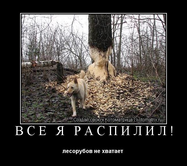 Котоматрица: ВСЁ Я РАСПИЛИЛ! лесорубов не хватает 