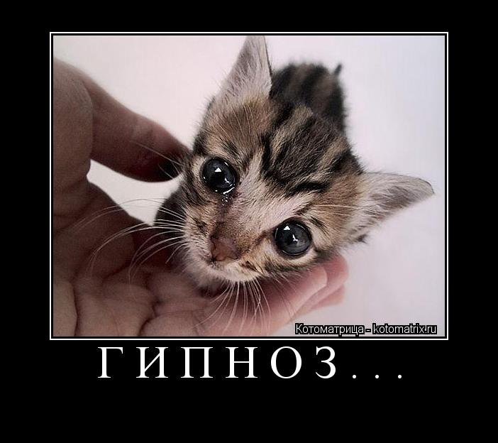 Котоматрица: ГИПНОЗ... 