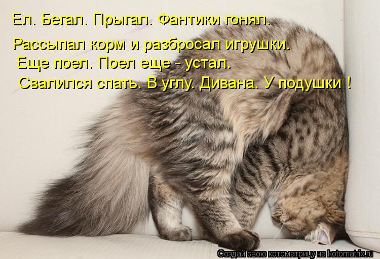 Котоматрица: Свалился спать. В углу. Дивана. У подушки ! Еще поел. Поел еще - устал. Рассыпал корм и разбросал игрушки. Ел. Бегал. Прыгал. Фантики гонял.