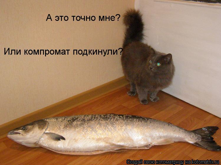 Котоматрица: А это точно мне? Или компромат подкинули?