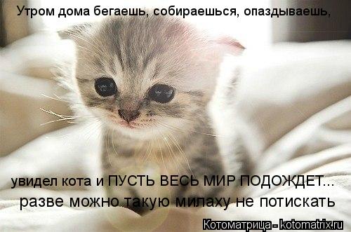 Котоматрица: Утром дома бегаешь, собираешься, опаздываешь,  увидел кота и ПУСТЬ ВЕСЬ МИР ПОДОЖДЕТ...   разве можно такую милаху не потискать