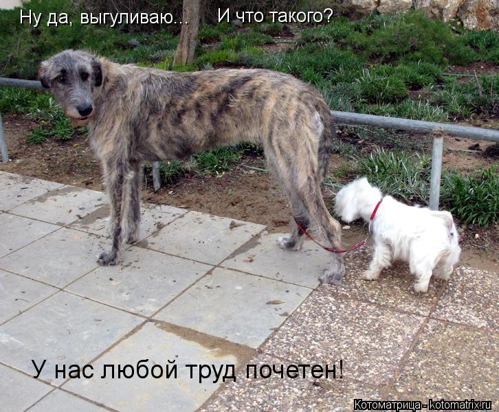 Котоматрица: Ну да, выгуливаю... У нас любой труд почетен! И что такого?
