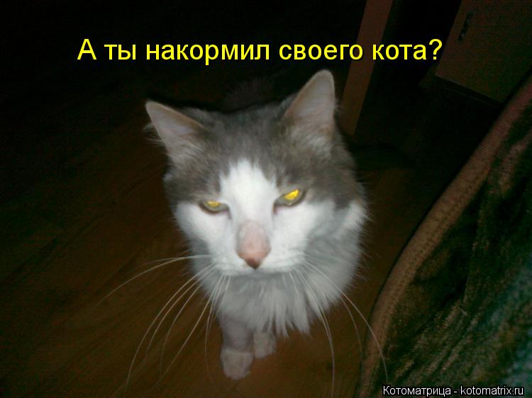 А ты накормил своего кота?... Котоматрица: А ты накормил своего кота?
