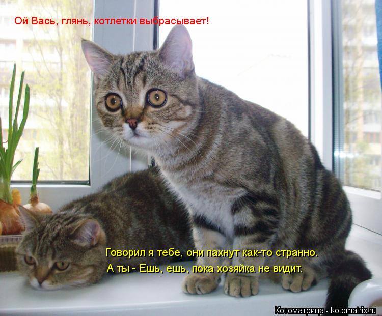 Котоматрица: Говорил я тебе, они пахнут как-то странно. А ты - Ешь, ешь, пока хозяйка не видит. Ой Вась, глянь, котлетки выбрасывает!
