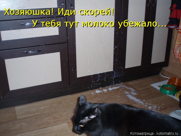 Котоматрица: Хозяюшка! Иди скорей! У тебя тут молоко убежало...