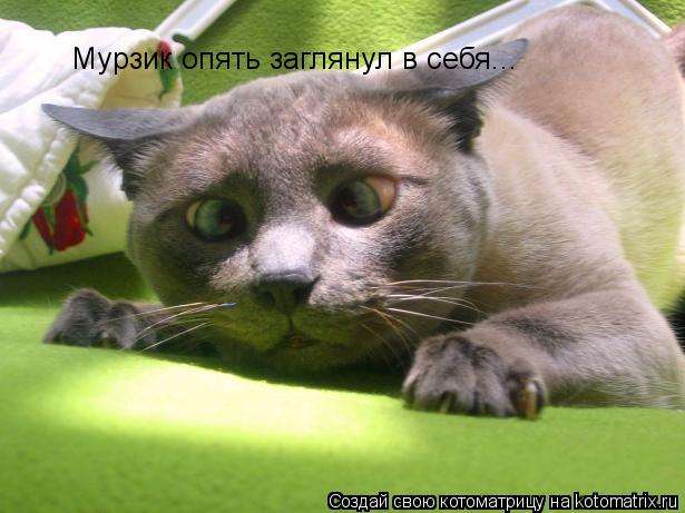 Котоматрица: Мурзик опять заглянул в себя...