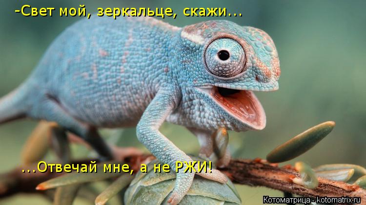 -Свет мой, зеркальце, скажи... ...Отвечай мне, а не РЖИ!... Котоматрица: -Свет мой, зеркальце, скажи... ...Отвечай мне, а не РЖИ!