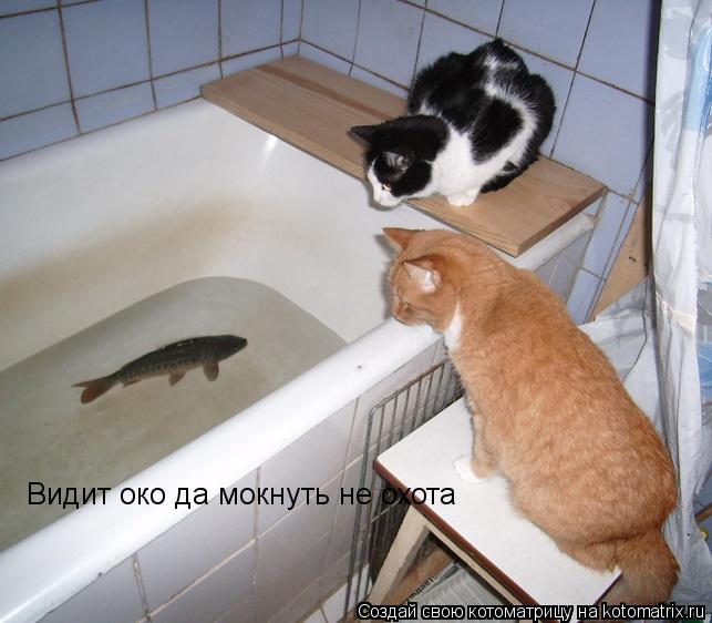 Котоматрица: Видит око да мокнуть не охота