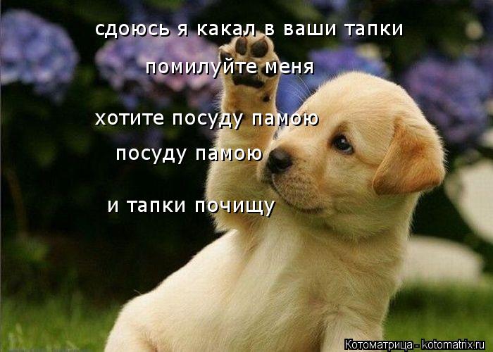 Котоматрица: сдоюсь я какал в ваши тапки помилуйте меня хотите посуду памою посуду памою  и тапки почищу