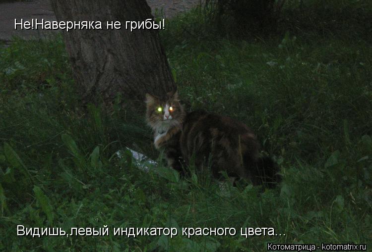 Котоматрица: Не!Наверняка не грибы! Видишь,левый индикатор красного цвета...