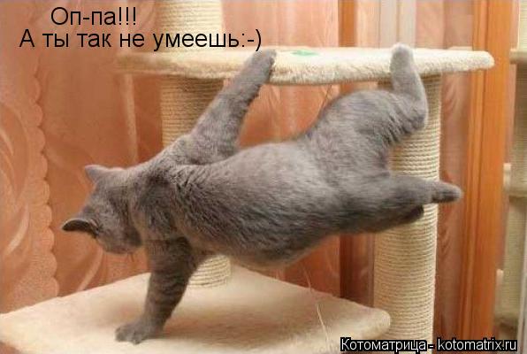 Оп-па!!! А ты так не умеешь:-)... Котоматрица: Оп-па!!! А ты так не умеешь:-)