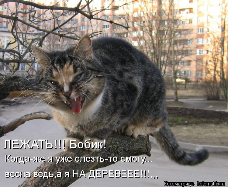 Котоматрица: ЛЕЖАТЬ!!! Бобик! Когда-же я уже слезть-то смогу... весна ведь,а я НА ДЕРЕВЕЕЕ!!!,,,