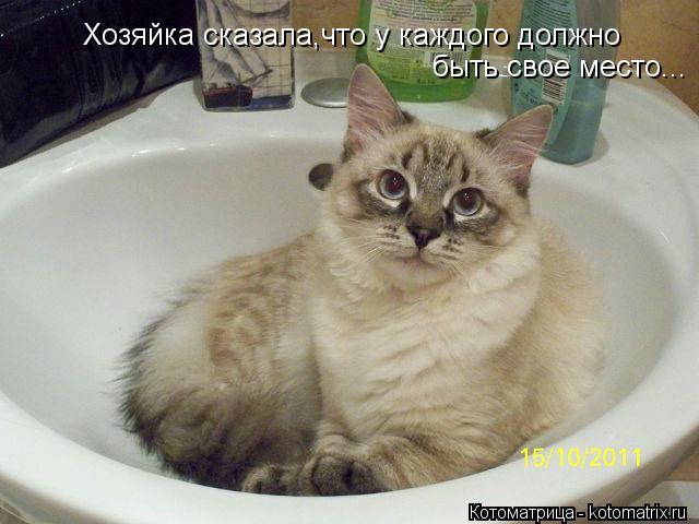 Котоматрица: Хозяйка сказала,что у каждого должно  быть свое место...