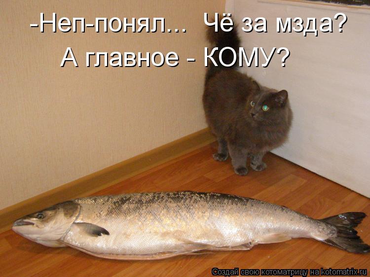 Котоматрица: -Неп-понял...  Чё за мзда? А главное - КОМУ?
