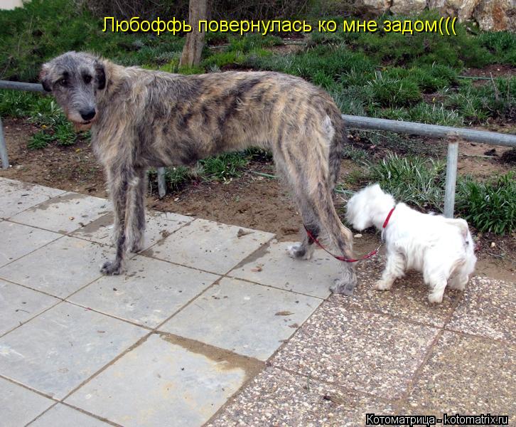 Котоматрица: Любоффь повернулась ко мне задом(((