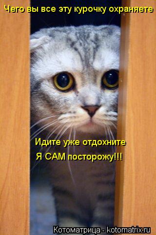 Котоматрица: Чего вы все эту курочку охраняете Идите уже отдохните Я САМ посторожу!!!