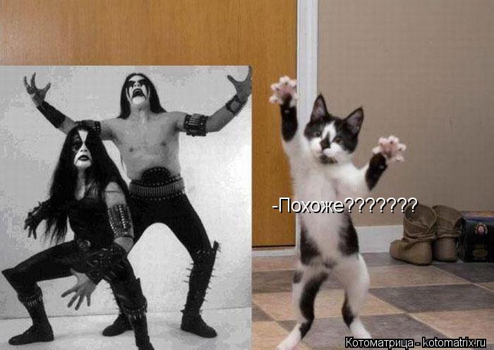 Котоматрица: -Похоже???????