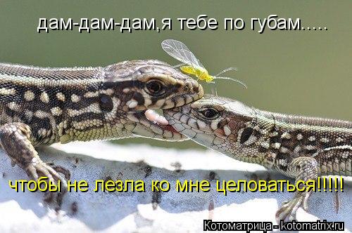Котоматрица: дам-дам-дам,я тебе по губам..... чтобы не лезла ко мне целоваться!!!!!