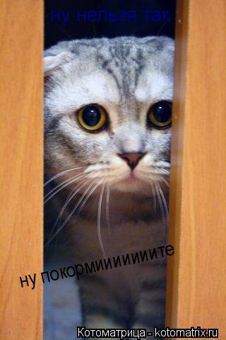 Котоматрица: ну нельзя так ну покормииииииите