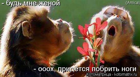 Котоматрица: - будь мне женой - ооох, придётся побрить ноги (Amica)