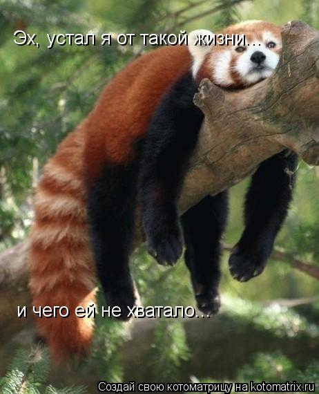Котоматрица: ... и чего ей не хватало... Эх, устал я от такой жизни...  и чего ей не хватало...