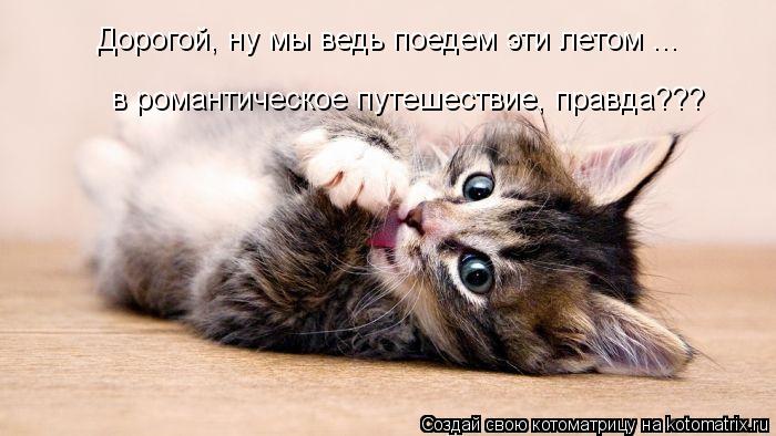 Котоматрица: Дорогой, ну мы ведь поедем эти летом ... в романтическое путешествие, правда???