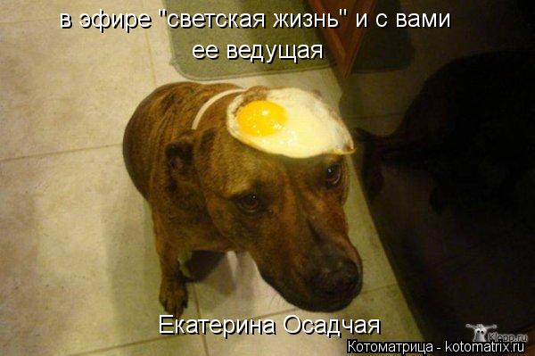 Котоматрица: в эфире "светская жизнь" и с вами ее ведущая Екатерина Осадчая
