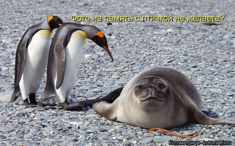 Котоматрица: Фото на память с птичкой не желаете?