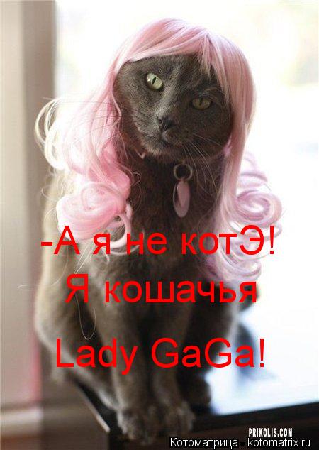 Котоматрица: -А я не котЭ! Я кошачья Lady GaGa!