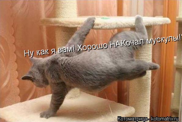 Котоматрица: Ну как я вам! Хорошо НАКочал мускулы!?