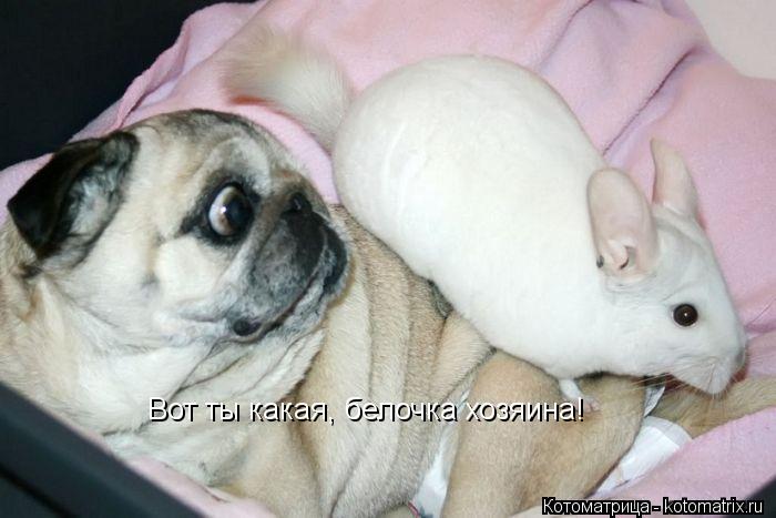 Котоматрица: Вот ты какая, белочка хозяина!