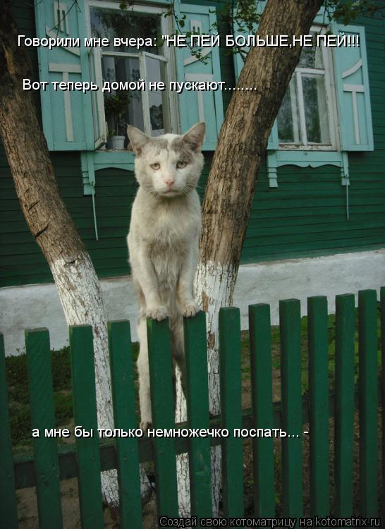 Котоматрица: Говорили мне вчера: "НЕ ПЕЙ БОЛЬШЕ,НЕ ПЕЙ!!! Вот теперь домой не пускают........ а мне бы только немножечко поспать... -  и я снова примерный семьян
