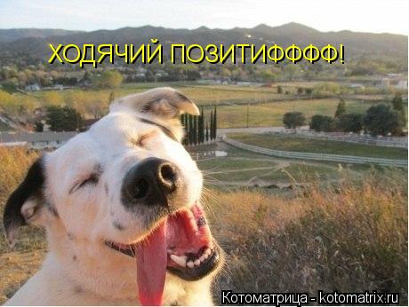 Котоматрица: ХОДЯЧИЙ ПОЗИТИФФФФ!