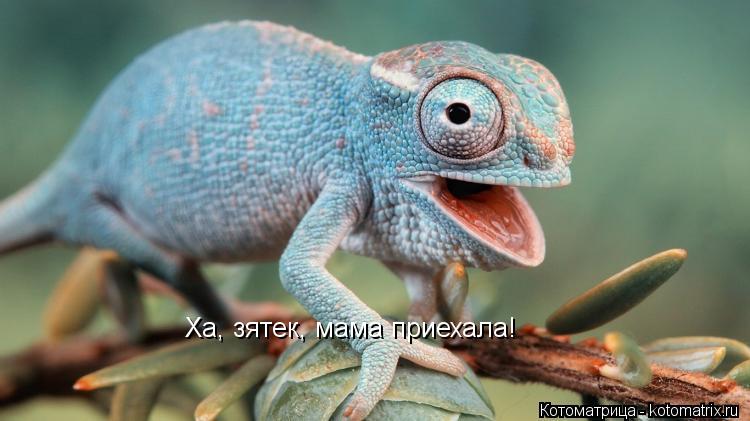 Котоматрица: Ха, зятек, мама приехала!