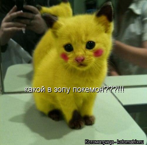 Котоматрица: какой в зопу покемон???!!!