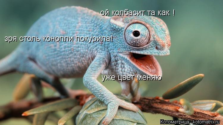 Котоматрица: ой колбасит та как ! зря столь конопли покурила! уже цвет меняю