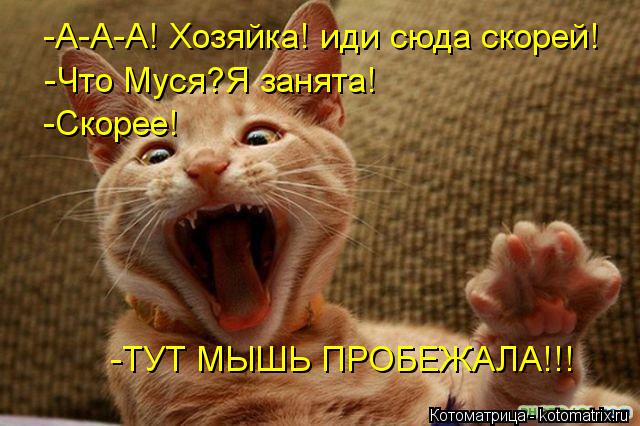 Котоматрица: -А-А-А! Хозяйка! иди сюда скорей! -Что Муся?Я занята! -Скорее! -ТУТ МЫШЬ ПРОБЕЖАЛА!!!