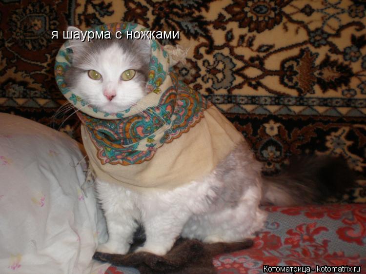 Котоматрица: я шаурма с ножками