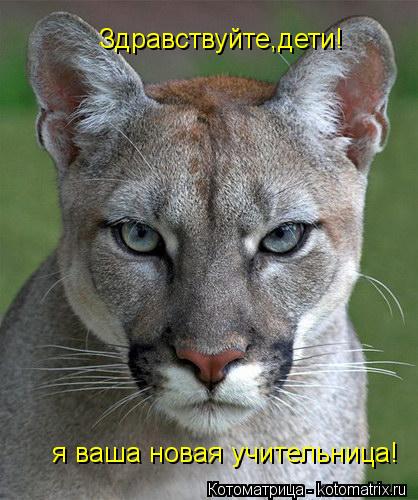 Котоматрица: Здравствуйте,дети!  я ваша новая учительница!