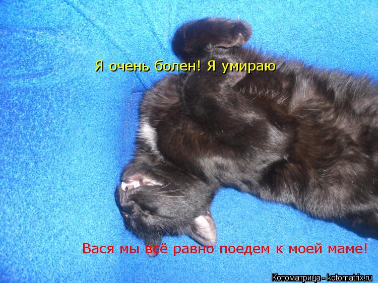 Котоматрица: Я очень болен! Я умираю       Я очень болен! Я умираю Вася мы всё равно поедем к моей маме!