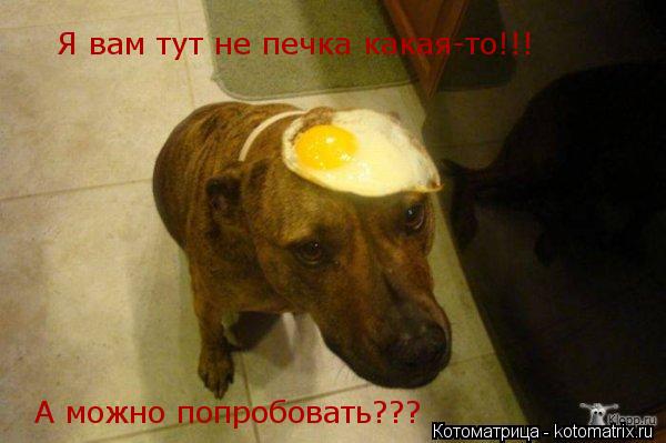 Котоматрица: Я вам тут не печка какая-то!!! А можно попробовать???