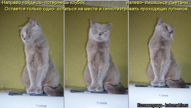 Котоматрица: Направо пойдешь- потеряешь клубок, налево- лишишься сметаны. Остается только одно- остаться на месте и гипнотизтровать проходящих путников
